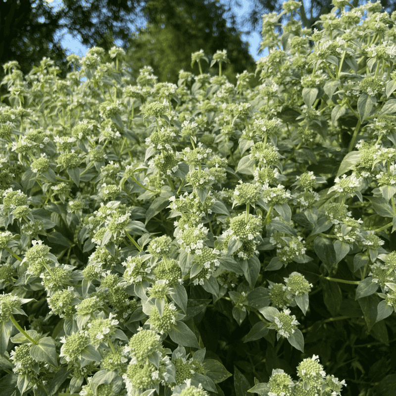 How To Control Its Enthusiastic Spread How To Control Its Enthusiastic Spread