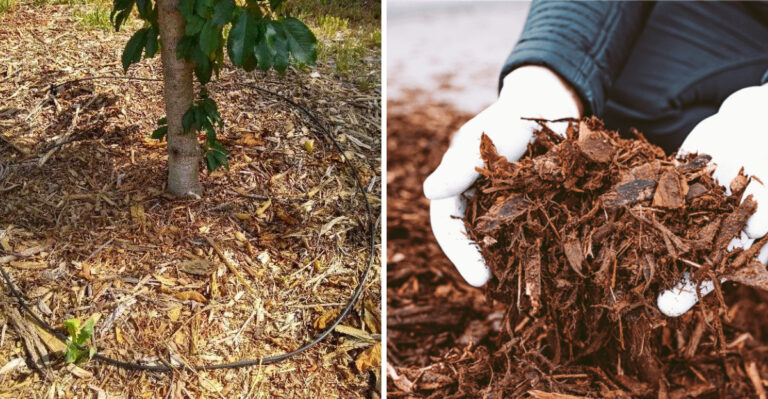 How To Deep-Water Established Arizona Landscape Plants During Extreme Heat