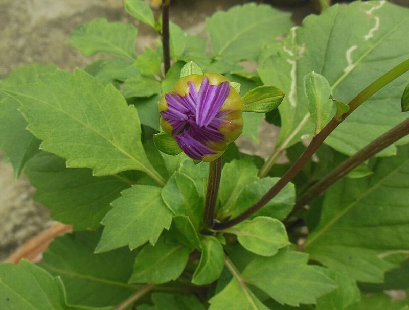 How To Disbud Dahlias The Right Way