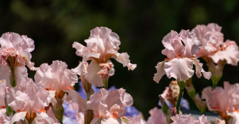 How To Divide Bearded Irises In Utah For A Bigger Bloom Next Spring