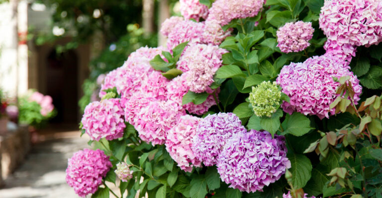 How To Encourage Repeat Hydrangea Blooms In Indiana, According To Experts