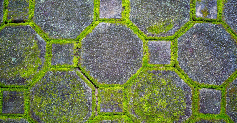 algae on moss