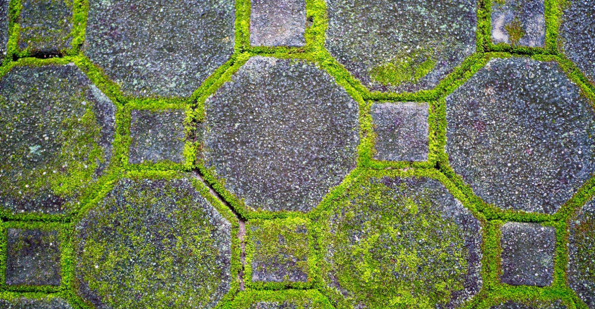 algae on moss