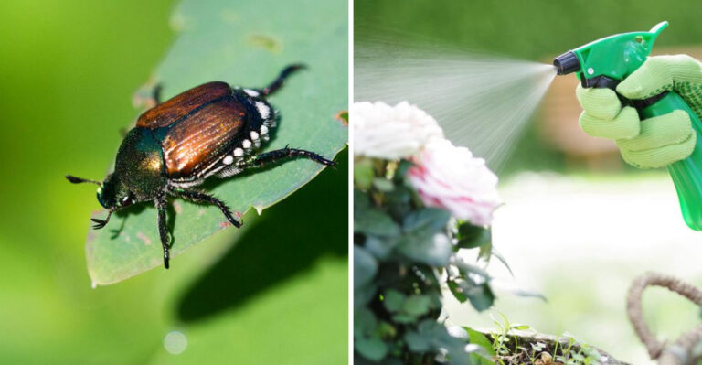 japanese beetle and spraying plants