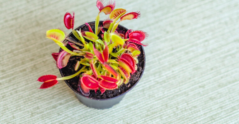 How To Grow A Venus Flytrap That Actually Thrives Indoors In Mississippi