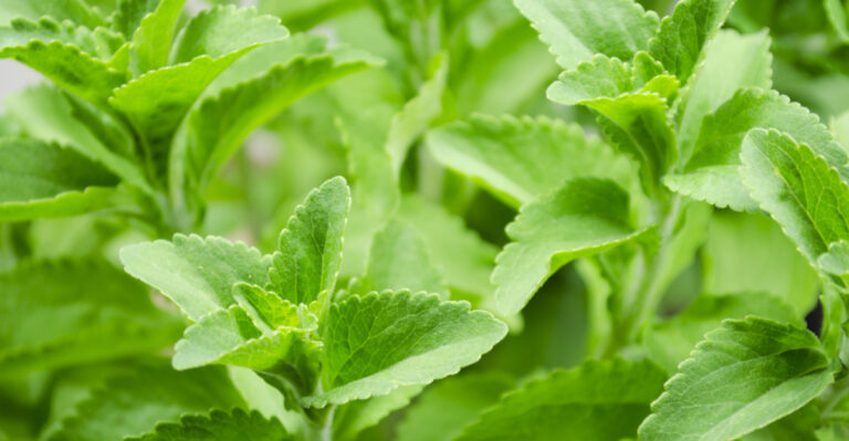 How To Grow And Harvest Stevia In Louisiana In 8 Easy Steps