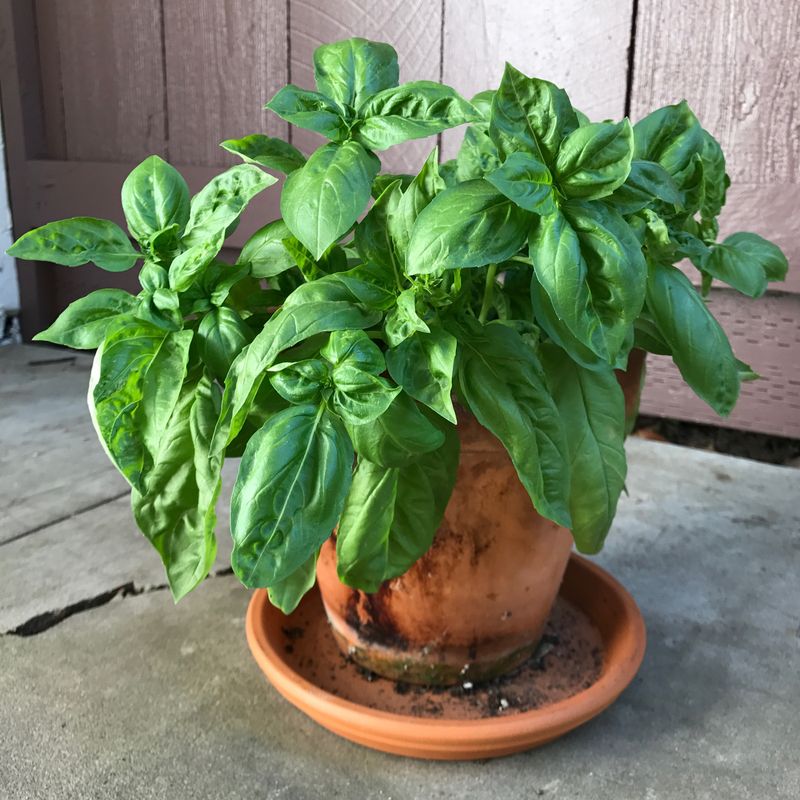 How To Grow Basil In A Texas Porch Pot How To Grow Basil In A Texas Porch Pot
