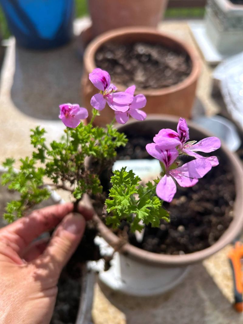 How To Grow It In Texas How To Grow It In Texas