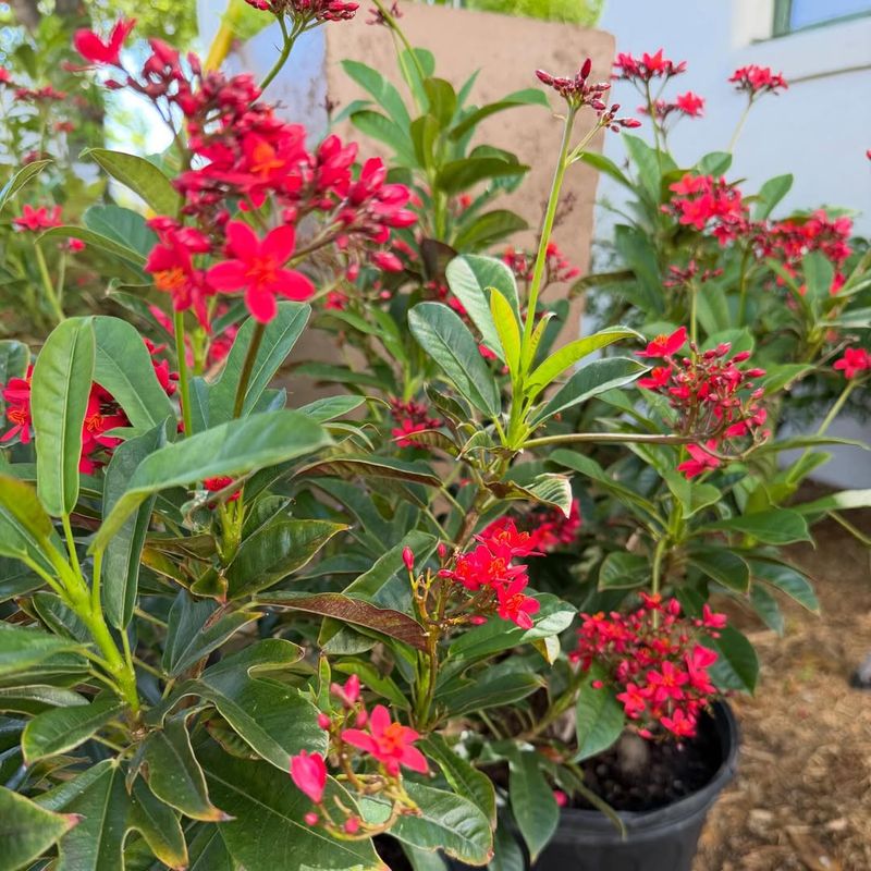How To Grow It Successfully In A Container How To Grow It Successfully In A Container