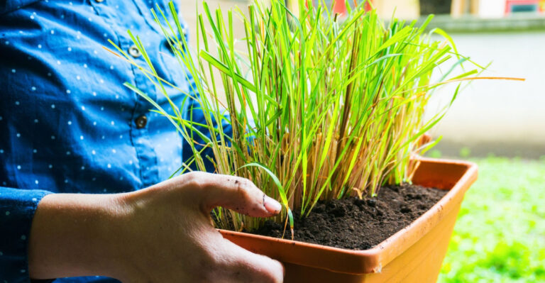 How To Grow Lemongrass In Florida Pots So It Stays Manageable