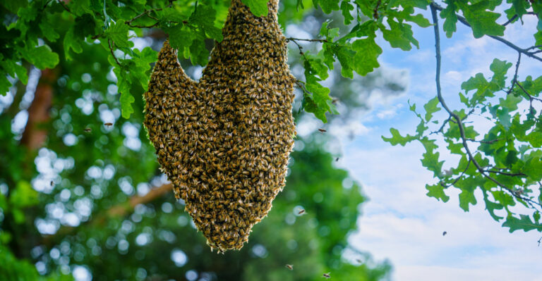 How To Handle A Bee Swarm Found In Your Maryland Backyard