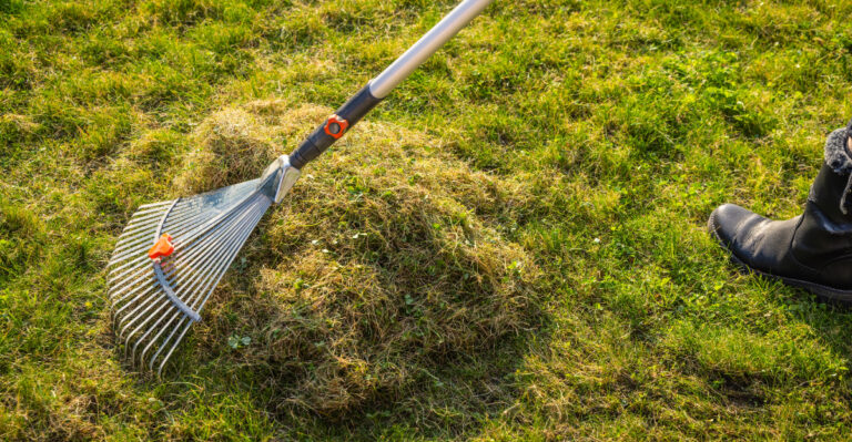 raking a lawn with a grass rake to remove thatch