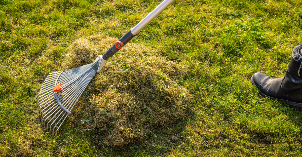 raking a lawn with a grass rake to remove thatch