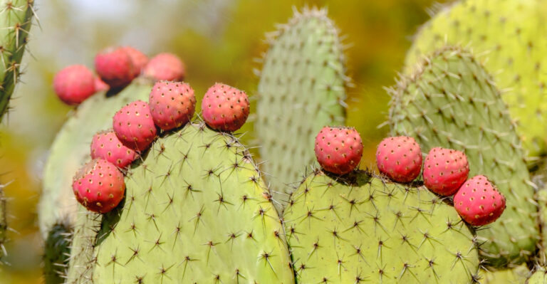 How To Harvest Prickly Pear Fruit In Arizona This Summer