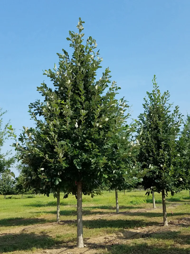 How To Help A Young Swamp White Oak Establish