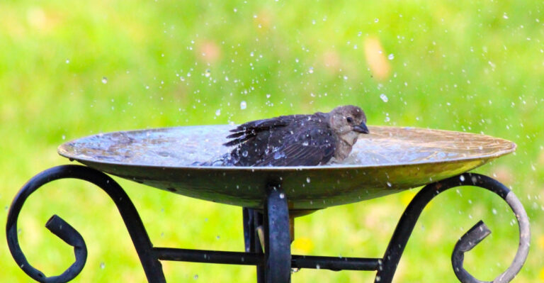 How To Help Backyard Birds Survive Pennsylvania Heat Waves