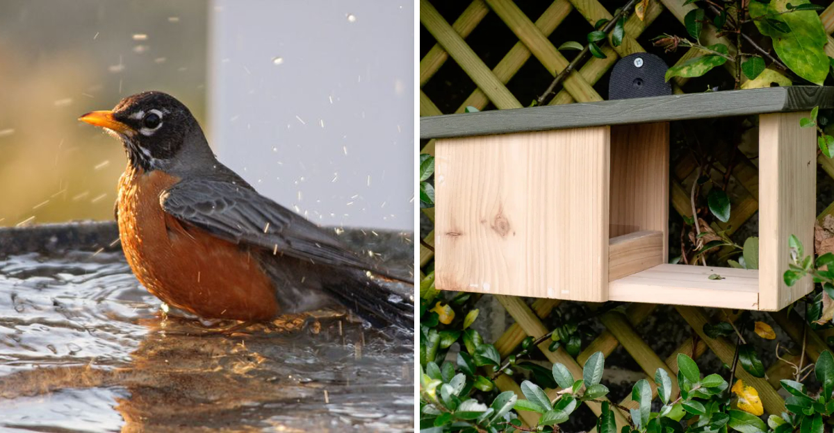 bird and nesting box