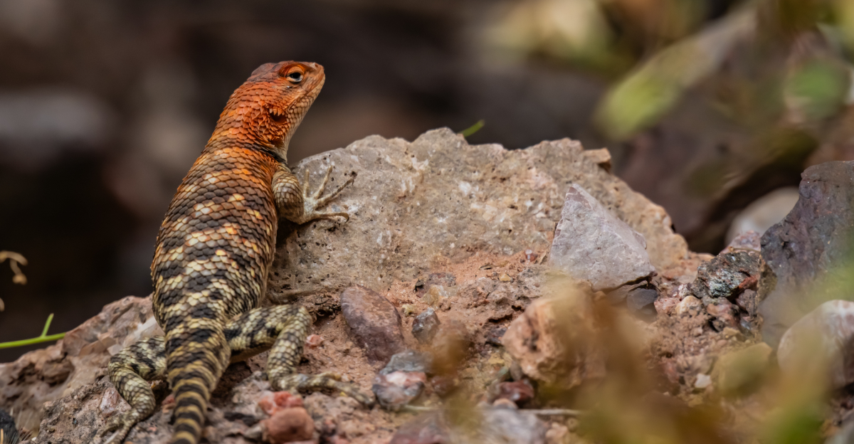 Lizards (featured image)