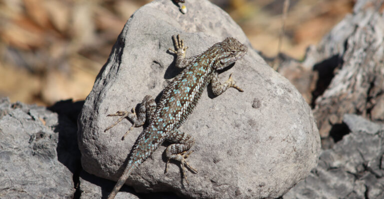 How To Help Backyard Lizards Survive California Heat Waves