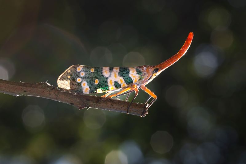 How To Identify A Spotted Lanternfly At Every Life Stage How To Identify A Spotted Lanternfly At Every Life Stage