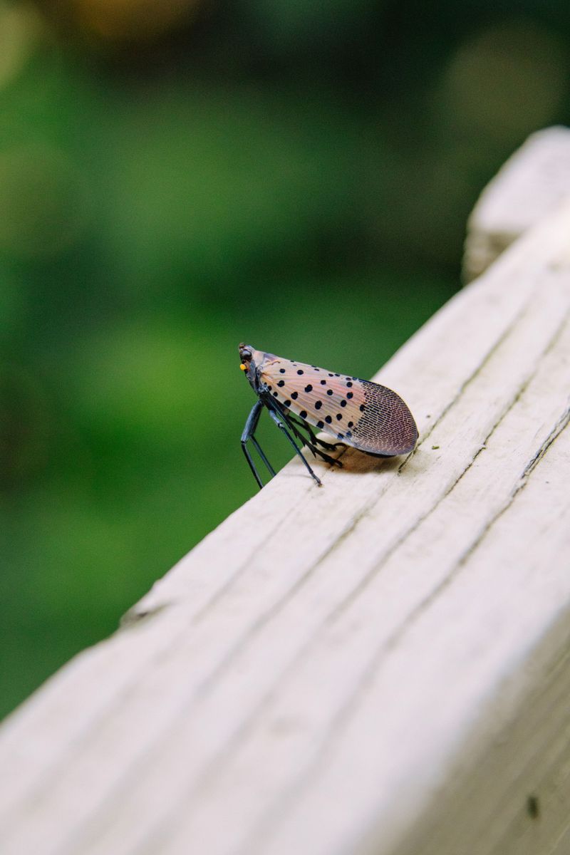 How To Identify Adult Spotted Lanternflies On Maple Trees