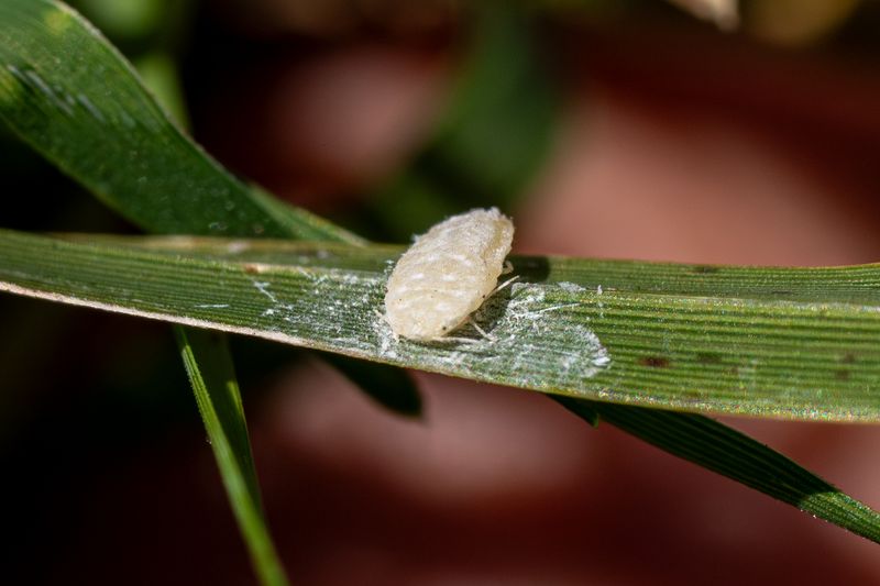 How To Identify Pasture Mealybugs On Texas Grass How To Identify Pasture Mealybugs On Texas Grass