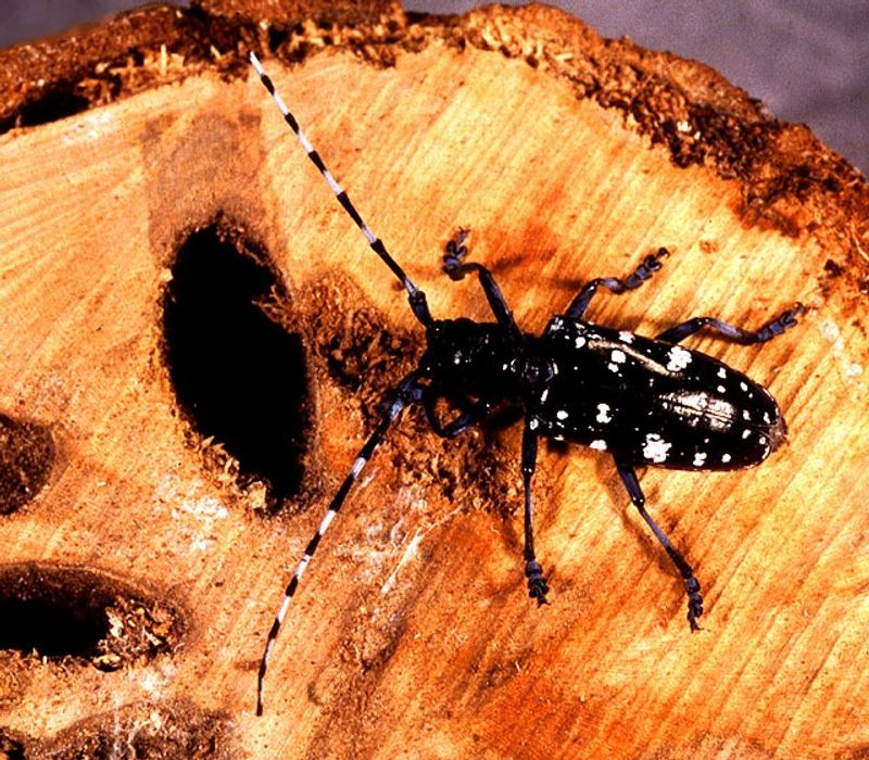 How To Identify The Asian Longhorned Beetle
