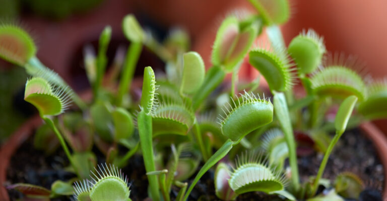 How To Keep A Venus Flytrap Thriving Indoors In Washington