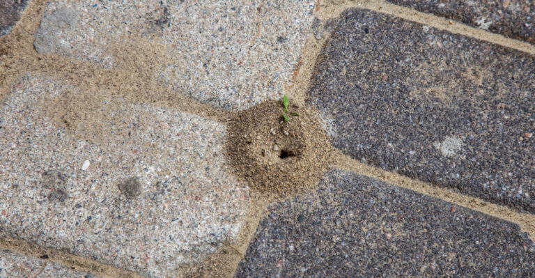 How To Keep Ants From Nesting Between Pavers In Nevada