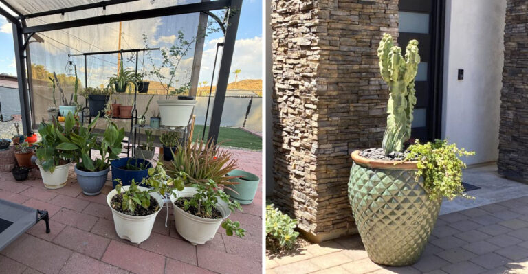 How To Keep Arizona Container Gardens Looking Good Through Summer