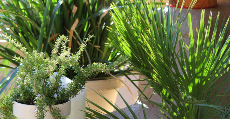 How To Keep Arizona Container Plants Healthy During July Heat