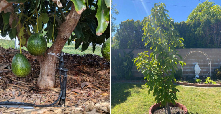 How To Keep California Avocado Roots Cool Without Causing Rot