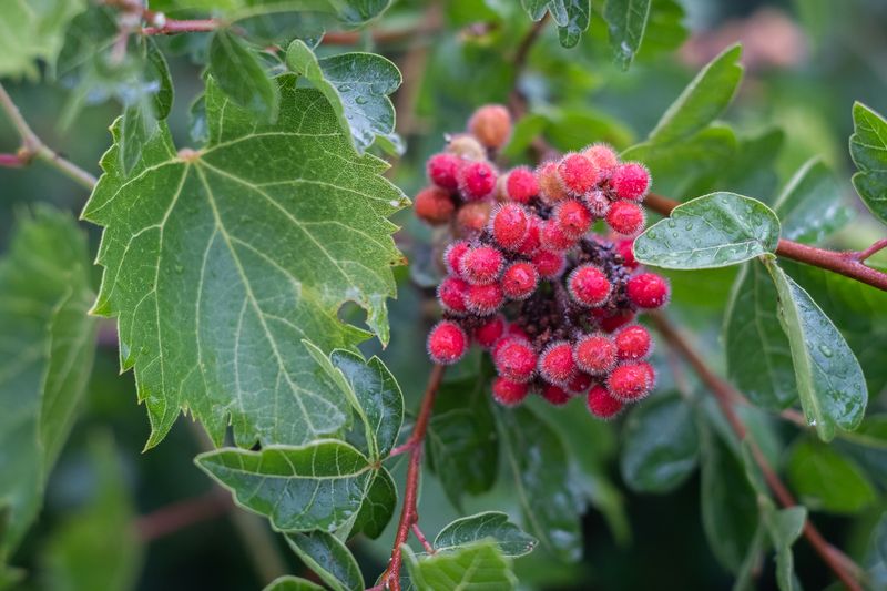 How To Keep Fragrant Sumac From Spreading Too Far How To Keep Fragrant Sumac From Spreading Too Far