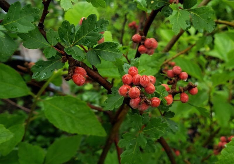 How To Keep Fragrant Sumac Looking Intentional How To Keep Fragrant Sumac Looking Intentional