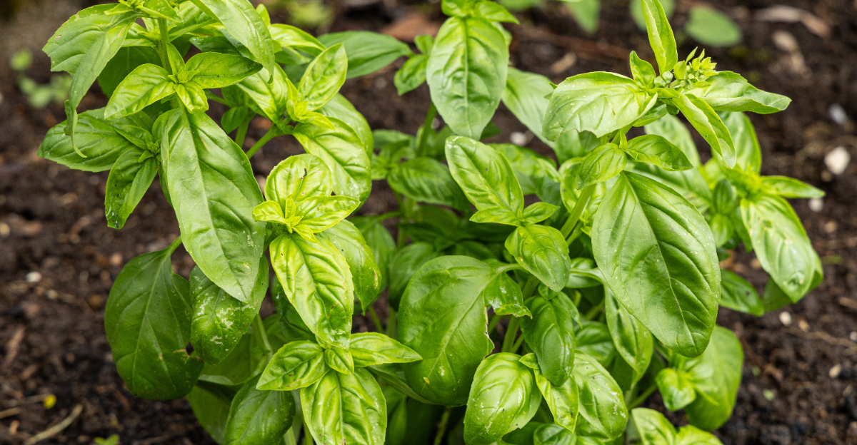 basil
