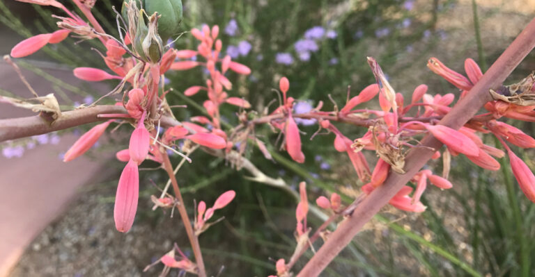 red yucca (featured image)