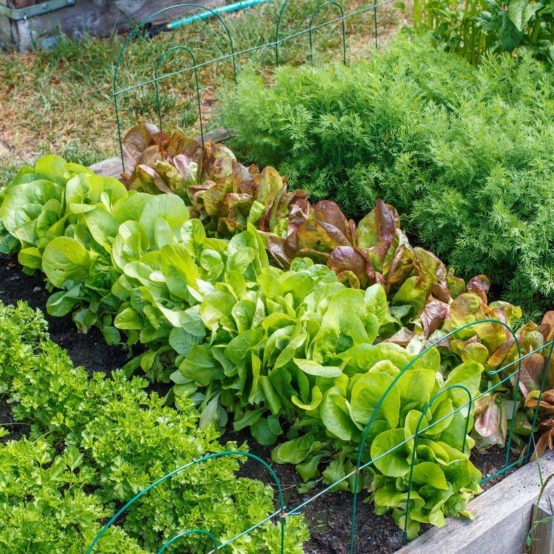 How To Keep The Fall Garden Producing Longer How To Keep The Fall Garden Producing Longer