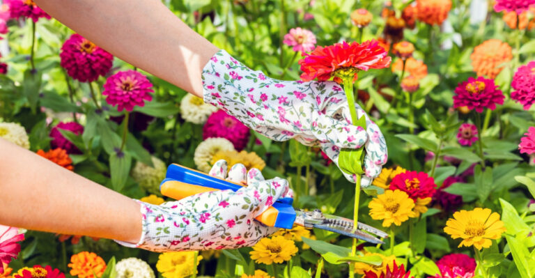 How To Keep Zinnias Blooming Longer Through Georgia Summer Heat