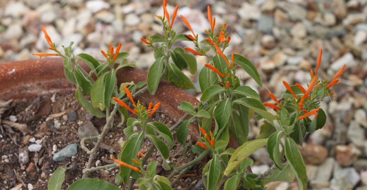 Mexican honeysuckle (featured image)