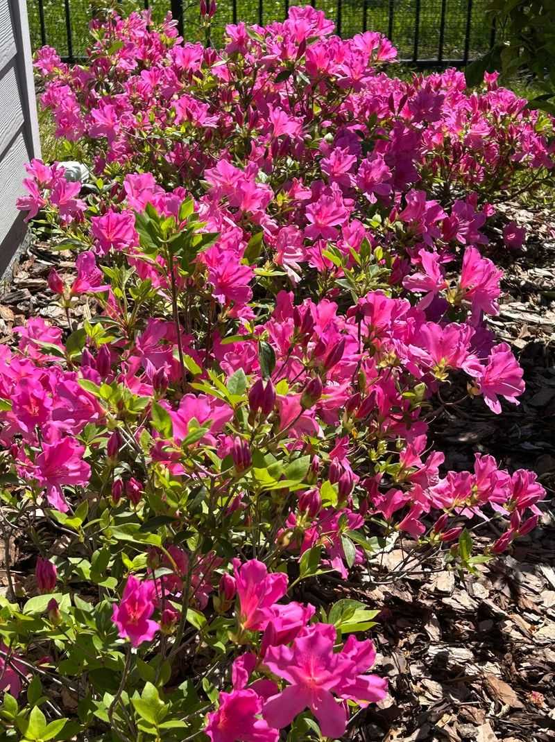 How To Make A Garden Safer Without Removing Everything How To Make A Garden Safer Without Removing Everything