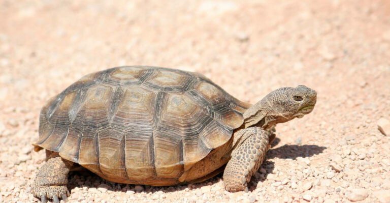 Desert tortoises (featured image)