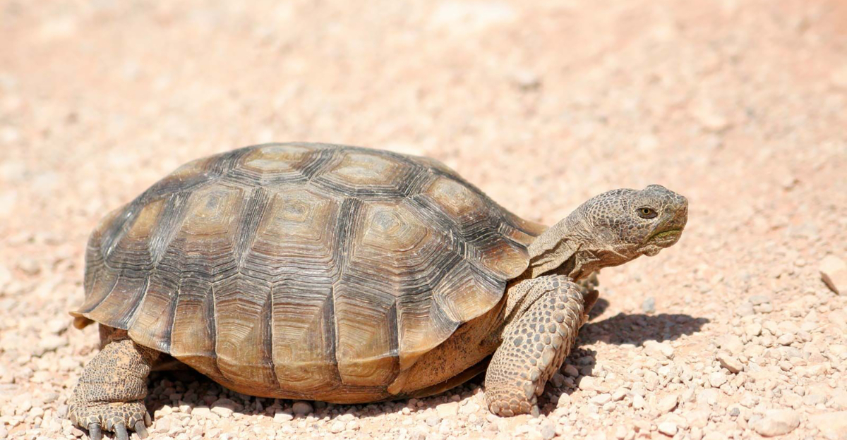 Desert tortoises (featured image)