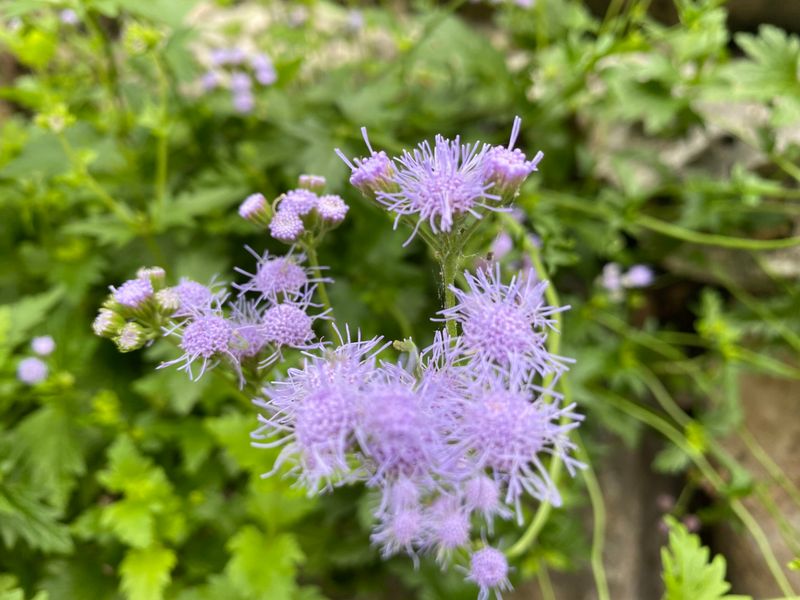 How To Manage Its Spreading Habit