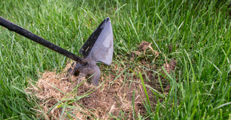 lawn overseeding