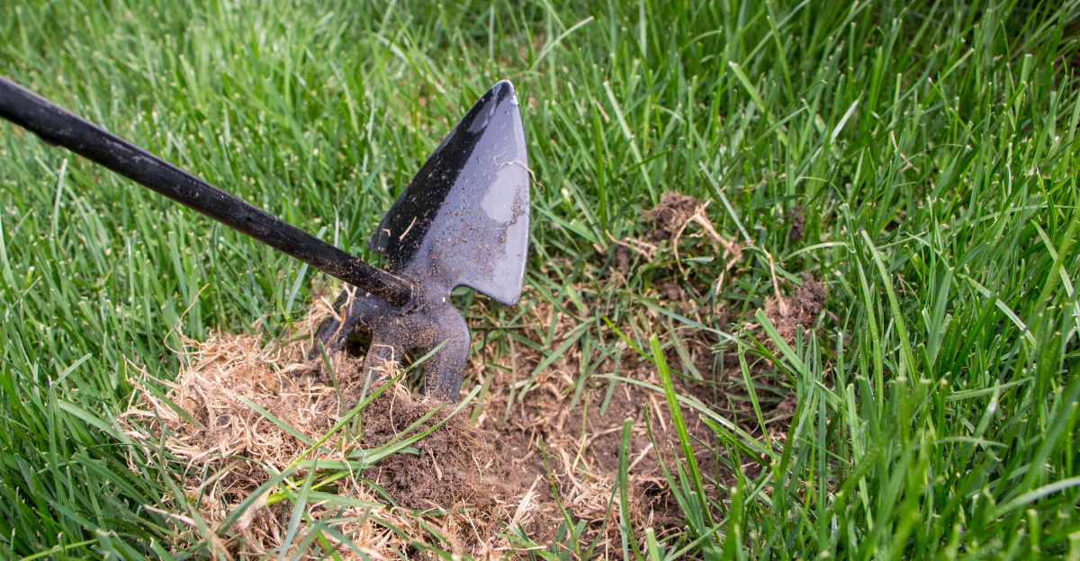 lawn overseeding