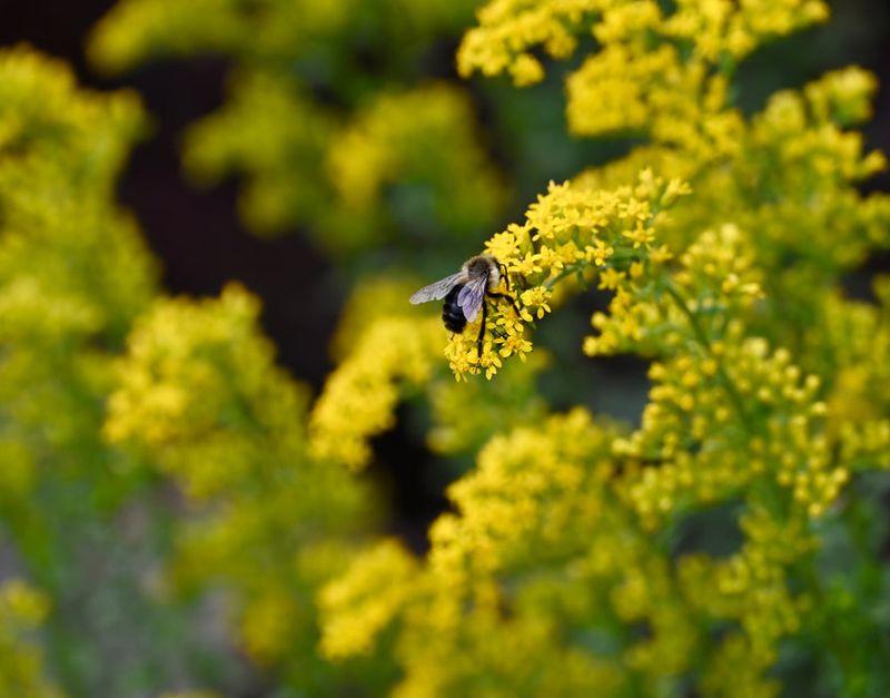 How To Pair It For A Fuller Late-Season Garden