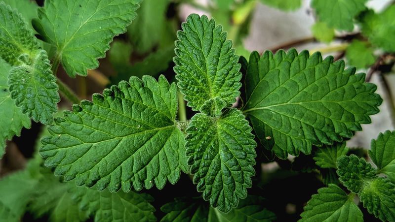 How To Place And Use Catnip On Your Porch How To Place And Use Catnip On Your Porch