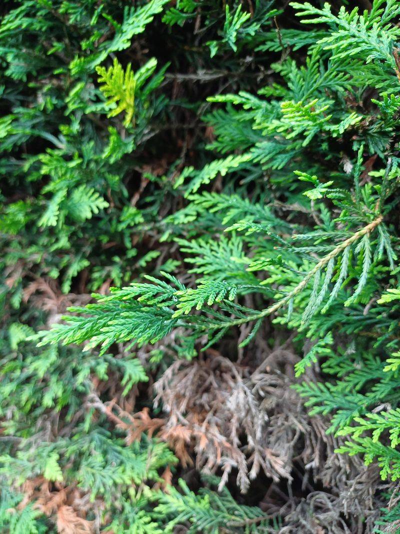How To Plan Evergreen Pruning Earlier Next Season How To Plan Evergreen Pruning Earlier Next Season