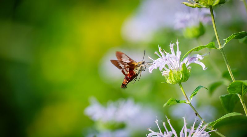 How To Plant And Care For Wild Bergamot In Your Yard