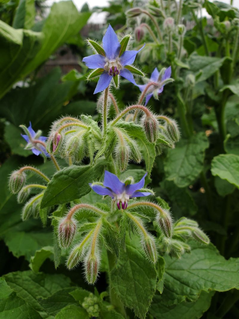 How To Plant And Grow Borage Alongside Strawberries How To Plant And Grow Borage Alongside Strawberries